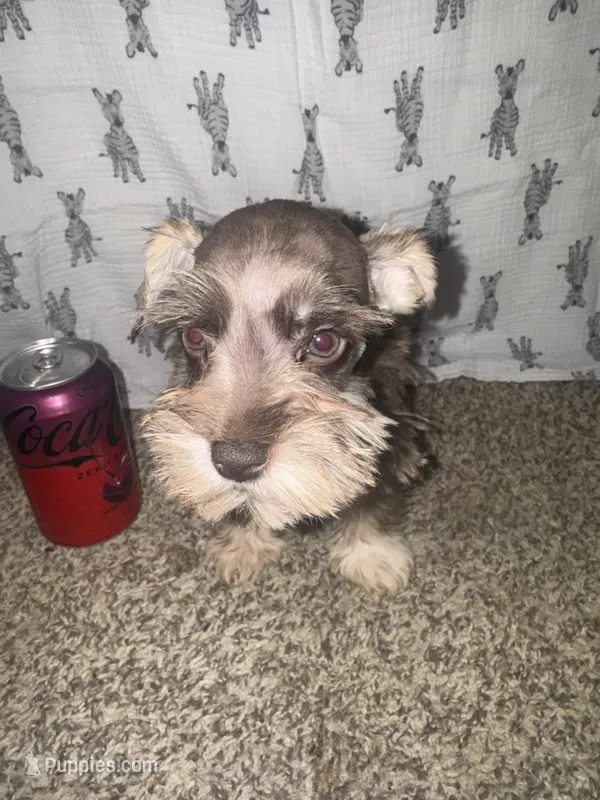 Rambo❤️🔥 – Miniature Schnauzer puppy for sale in Sulphur Springs, TX