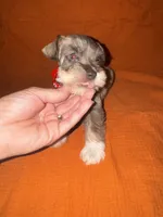 Rambo❤️🔥, a male Miniature Schnauzer for sale in Sulphur Springs, TX – 3 of 8