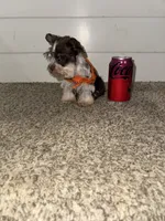 Tallulah , a female Miniature Schnauzer for sale in Sulphur Springs, TX – 7 of 10