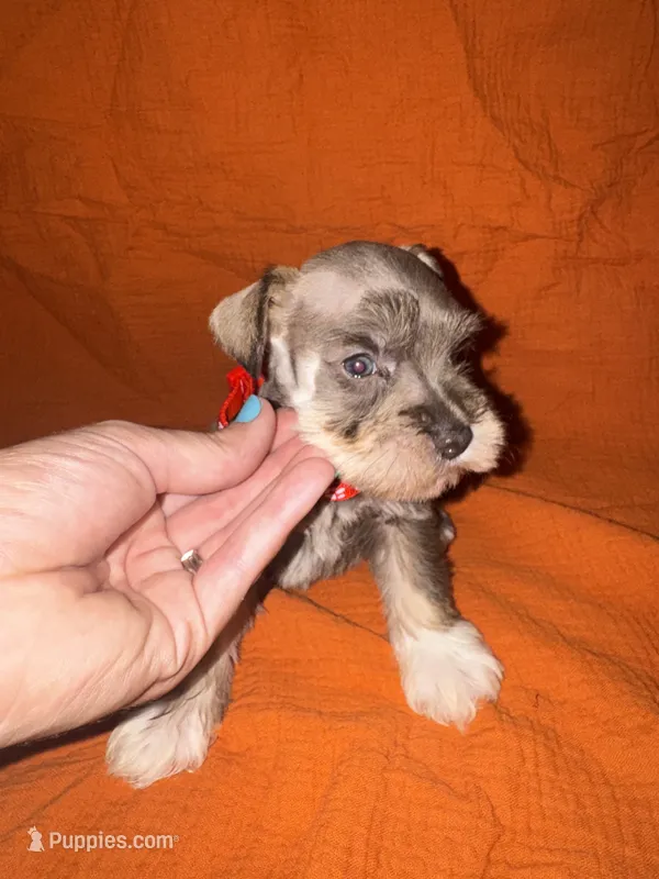 Rambo❤️🔥 – Miniature Schnauzer puppy for sale in Sulphur Springs, TX
