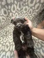 Tucker , a male Miniature Schnauzer for sale in Sulphur Springs, TX – 6 of 6