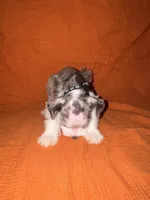 Tonto🤍🐶, a male Miniature Schnauzer for sale in Sulphur Springs, TX – 5 of 6