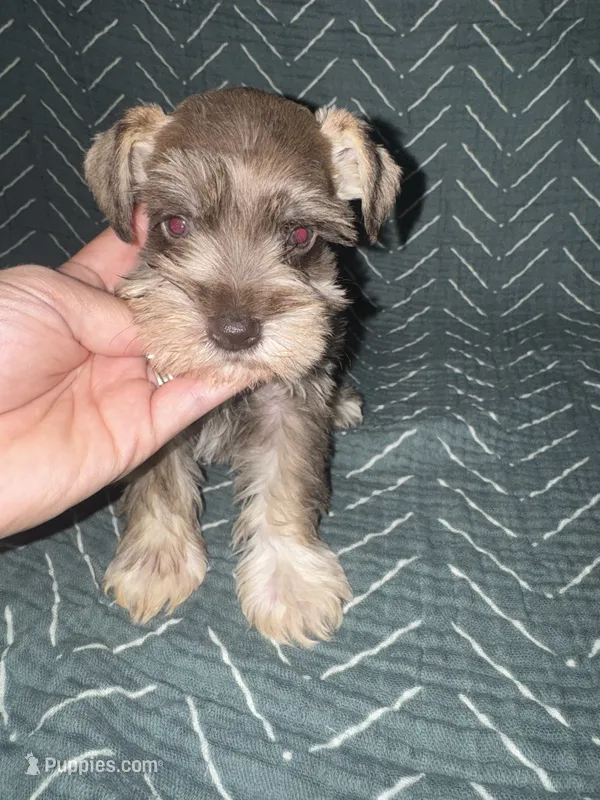 Rambo❤️🔥 – Miniature Schnauzer puppy for sale in Sulphur Springs, TX