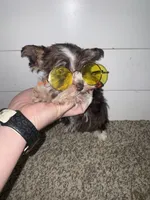 Tallulah , a female Miniature Schnauzer for sale in Sulphur Springs, TX – 5 of 10