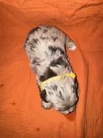 CARMELLA💛🌼, a female Miniature Schnauzer for sale in Sulphur Springs, TX – 7 of 7