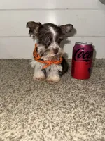 Tallulah , a female Miniature Schnauzer for sale in Sulphur Springs, TX – 4 of 10