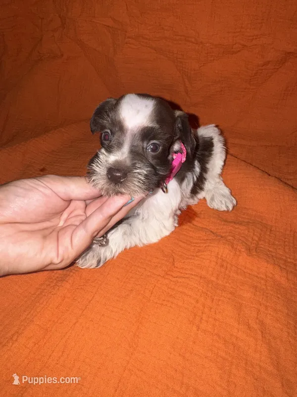 Cheyenne🩷🌸 – Miniature Schnauzer puppy for sale in Sulphur Springs, TX