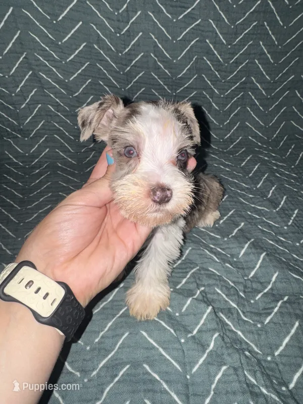 Tonto🤍🐶 – Miniature Schnauzer puppy for sale in Sulphur Springs, TX