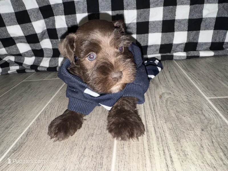 Rocco🐶❤️ – Miniature Schnauzer puppy for sale in Sulphur Springs, TX