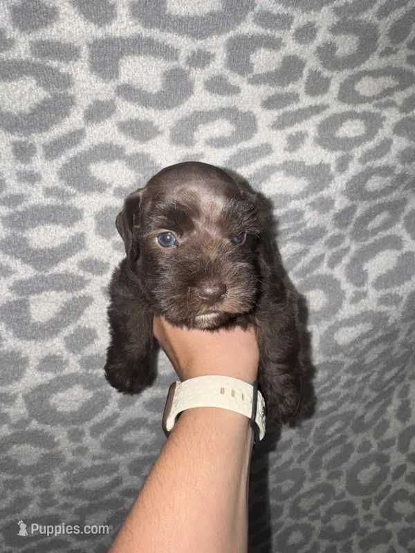 Rocco🐶❤️ – Miniature Schnauzer puppy for sale in Sulphur Springs, TX