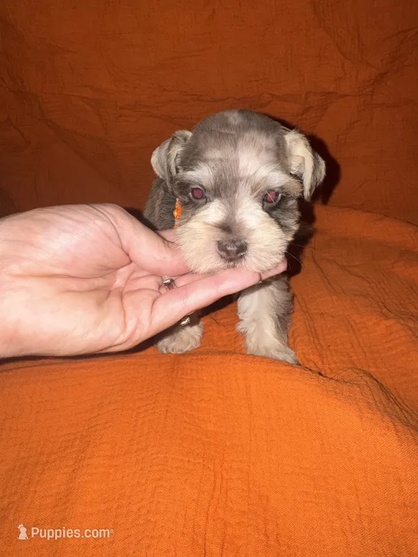 Tiger🧡🐯 – Miniature Schnauzer puppy for sale in Sulphur Springs, TX