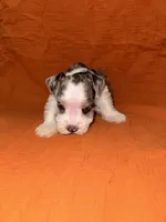 Tonto🤍🐶, a male Miniature Schnauzer for sale in Sulphur Springs, TX – 2 of 6