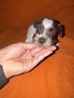 Cheyenne🩷🌸, a female Miniature Schnauzer for sale in Sulphur Springs, TX – 4 of 8