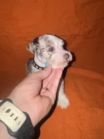 Tonto🤍🐶, a male Miniature Schnauzer for sale in Sulphur Springs, TX – 4 of 6