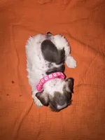 Cheyenne🩷🌸, a female Miniature Schnauzer for sale in Sulphur Springs, TX – 2 of 8