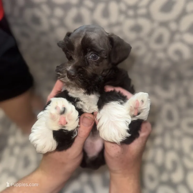 Oakley – Miniature Schnauzer puppy for sale in Sulphur Springs, TX