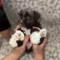 Oakley, a female Miniature Schnauzer for sale in Sulphur Springs, TX – 1 of 6