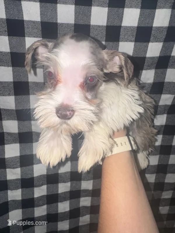 Tonto🤍🐶 – Miniature Schnauzer puppy for sale in Sulphur Springs, TX