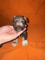 Apache💙🐶, a male Miniature Schnauzer for sale in Sulphur Springs, TX – 5 of 6