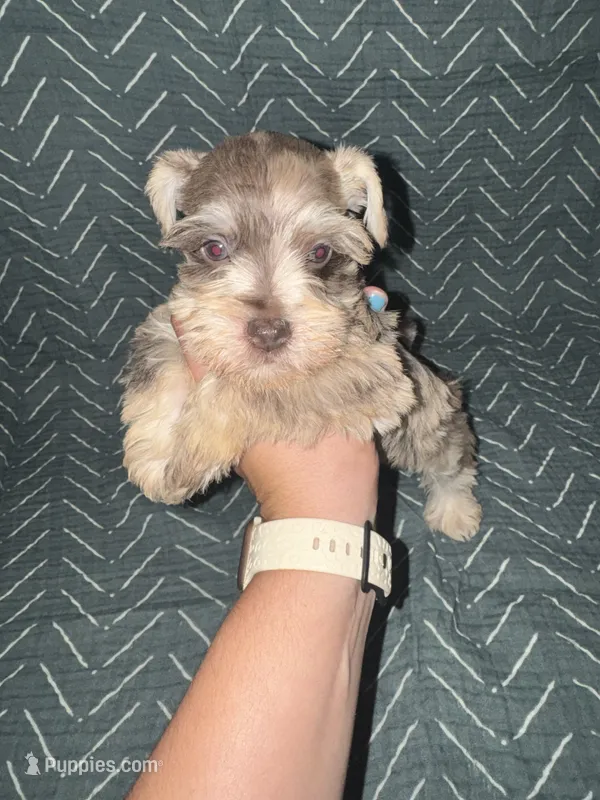 Tiger🧡🐯 – Miniature Schnauzer puppy for sale in Sulphur Springs, TX