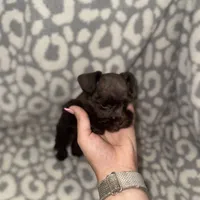 Tucker , a male Miniature Schnauzer for sale in Sulphur Springs, TX – 2 of 6