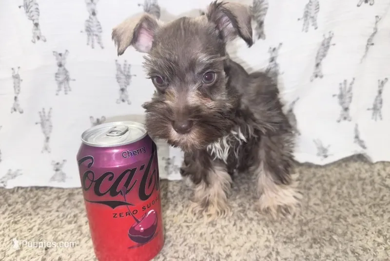 Apache💙🐶 – Miniature Schnauzer puppy for sale in Sulphur Springs, TX