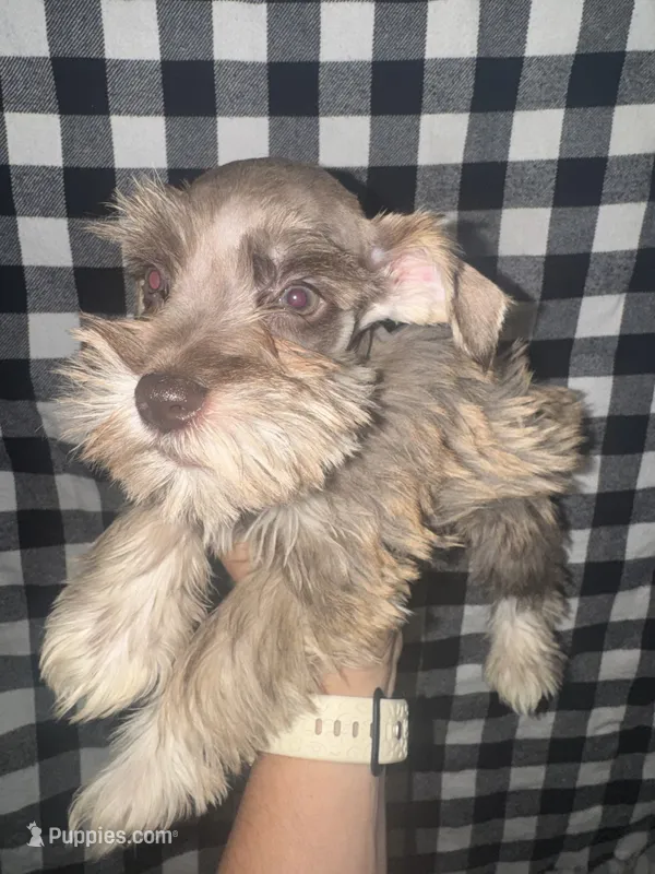 Rambo❤️🔥 – Miniature Schnauzer puppy for sale in Sulphur Springs, TX