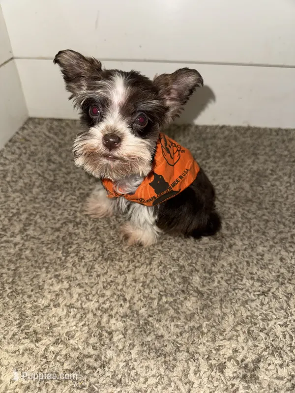 Tallulah  – Miniature Schnauzer puppy for sale in Sulphur Springs, TX