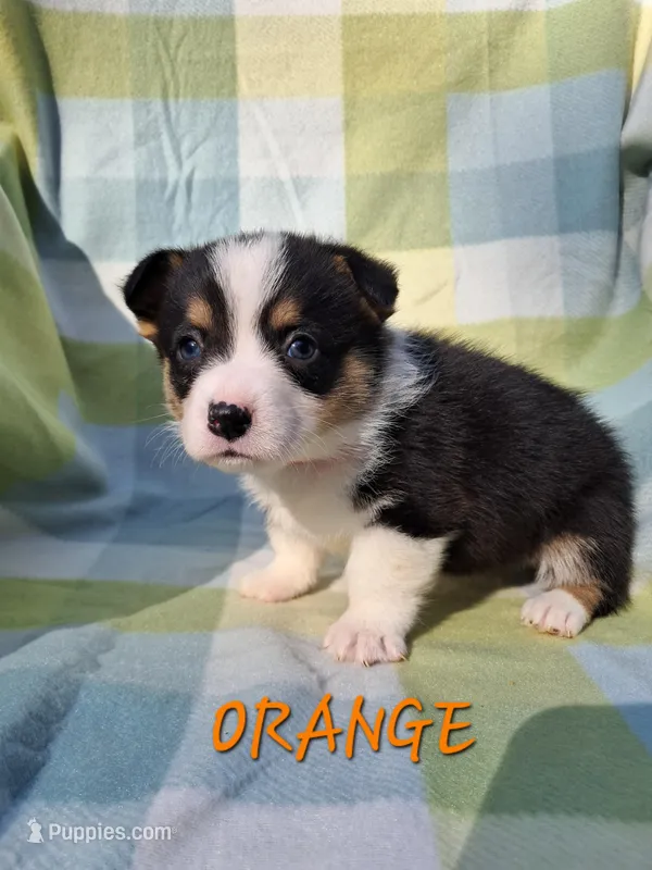 COLOR- ORANGE, a male Pembroke Welsh Corgi for sale in Centre, AL – Photo 1 of 1