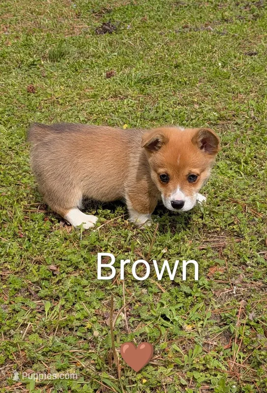 Color - Brown – Pembroke Welsh Corgi puppy for sale in Centre, AL