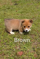 Color - Brown, a male Pembroke Welsh Corgi for sale in Centre, AL – Photo 1 of 2