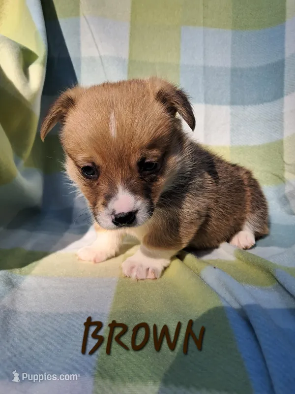 Color - Brown, a male Pembroke Welsh Corgi for sale in Centre, AL – Photo 1 of 1