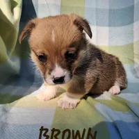 Color - Brown, a male Pembroke Welsh Corgi for sale in Centre, AL – Photo 2 of 2