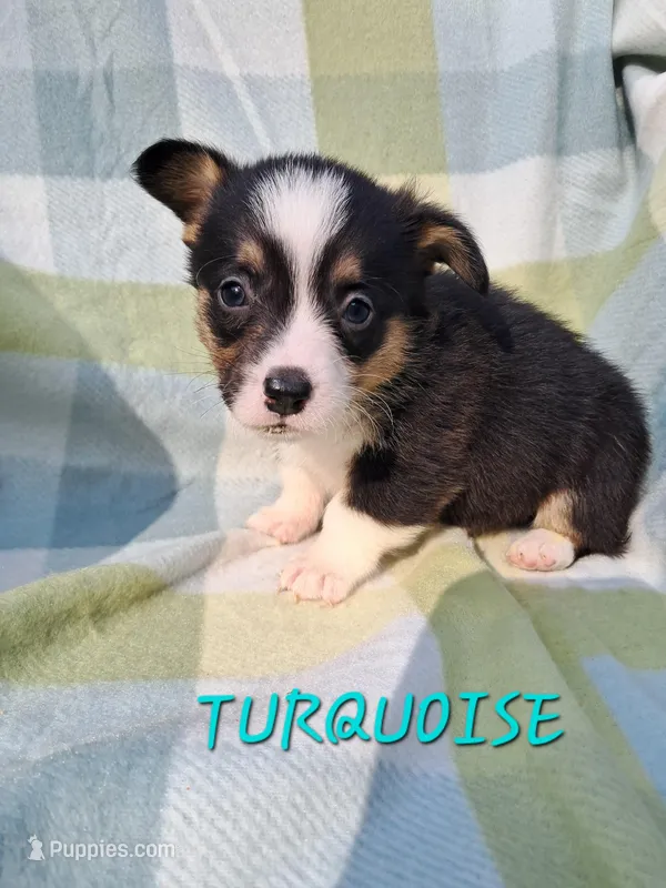 Color - Turquoise , a male Pembroke Welsh Corgi for sale in Centre, AL – Photo 1 of 1