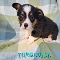 Color - Turquoise , a male Pembroke Welsh Corgi for sale in Centre, AL – Photo 2 of 2