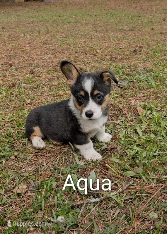 Color - Turquoise  – Pembroke Welsh Corgi puppy for sale in Centre, AL