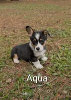 Color - Turquoise , a male Pembroke Welsh Corgi for sale in Centre, AL – Photo 1 of 2