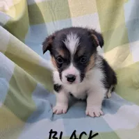 Color - Black, a male Pembroke Welsh Corgi for sale in Centre, AL – Photo 2 of 2