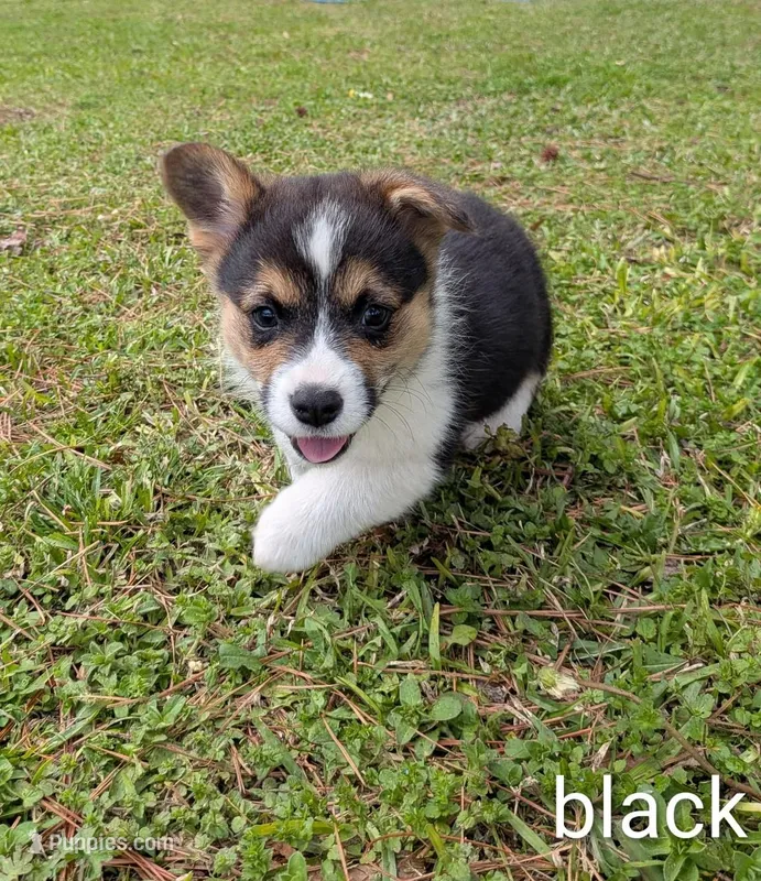 Color - Black – Pembroke Welsh Corgi puppy for sale in Centre, AL