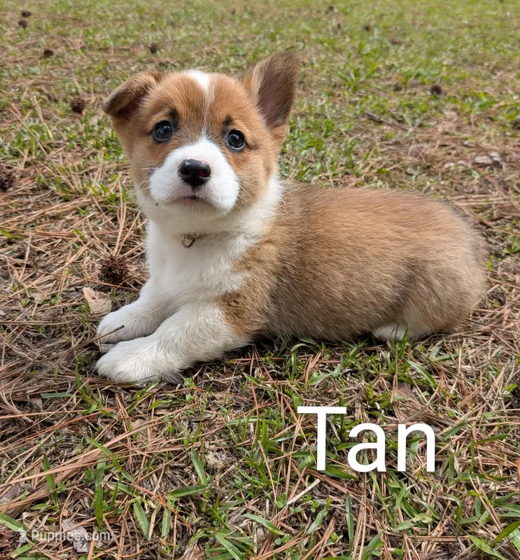 Color - Tan – Pembroke Welsh Corgi puppy for sale in Centre, AL
