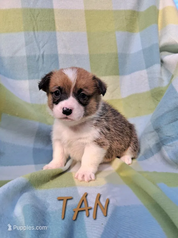 Color - Tan, a male Pembroke Welsh Corgi for sale in Centre, AL – Photo 1 of 1