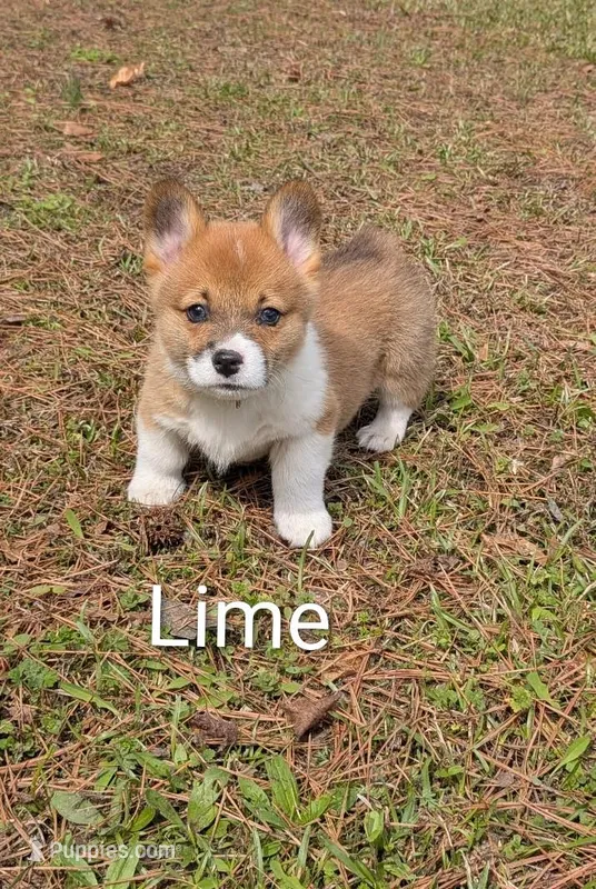 Color - Lime – Pembroke Welsh Corgi puppy for sale in Centre, AL