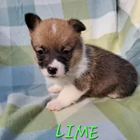 Color - Lime, a male Pembroke Welsh Corgi for sale in Centre, AL – Photo 2 of 2