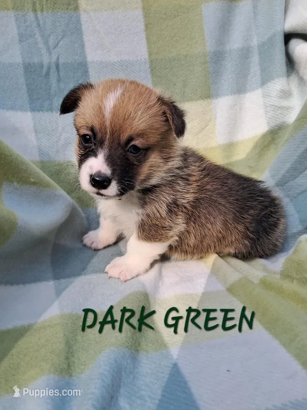 Color -Dark Green, a male Pembroke Welsh Corgi for sale in Centre, AL – Photo 1 of 1