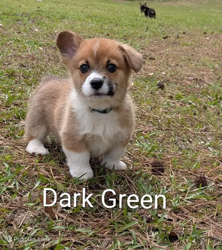 Color -Dark Green – Pembroke Welsh Corgi puppy for sale in Centre, AL