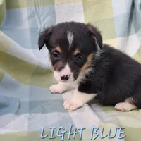 Color - Light Blue, a male Pembroke Welsh Corgi for sale in Centre, AL – Photo 2 of 2