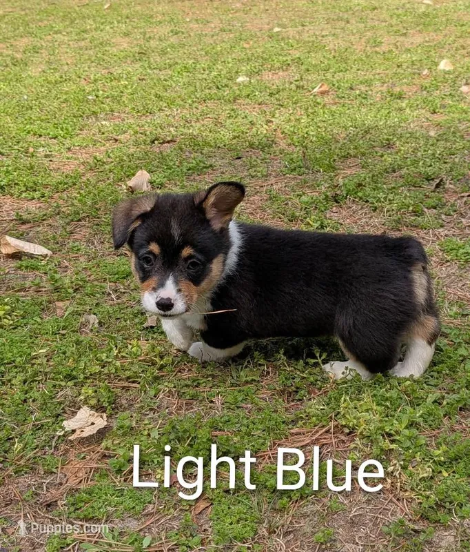 Color - Light Blue – Pembroke Welsh Corgi puppy for sale in Centre, AL
