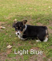 Color - Light Blue, a male Pembroke Welsh Corgi for sale in Centre, AL – Photo 1 of 2