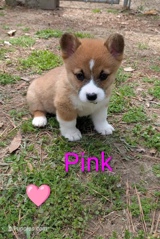 Color - Pink – Pembroke Welsh Corgi puppy for sale in Centre, AL