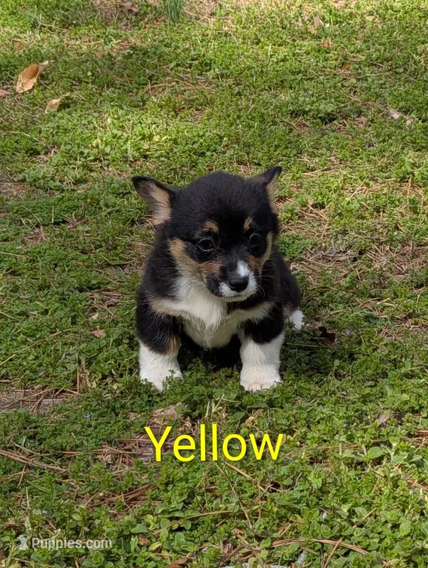 Color- Yellow – Pembroke Welsh Corgi puppy for sale in Centre, AL